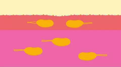 Video over AQUALIBRA Filmomhulde tabletten, 60 stuks