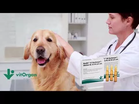 Video over NeyDIL® nr. 68 Revitorgan® D4 pro vet.Ampullen, 5X2 ml