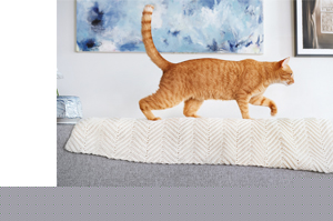 FRONTLINE Combo Spot on preparaat voor kattenhuid, 3 stuks