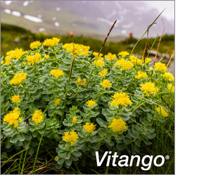 VITANGO Filmomhulde tabletten, 60 stuks