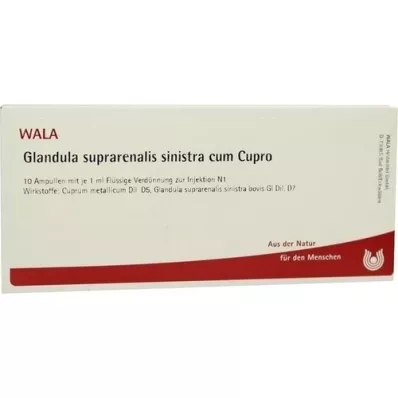 GLANDULA SUPRARENALIS sinistra cum Cupro-ampullen, 10X1 ml