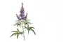 Instructions for use for Agnusfemina 4 mg filmomhulde tabletten, 60 stuks - 3