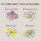 APOTHEKERS Lippenbalsem, 1 stuk