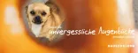Instructions for use for Artelac oogdruppels, traanvervanger, 10 ml - 1