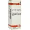 EQUISETUM ARVENSE D 12 Verdunning, 20 ml