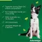 ADVANTAGE 250 oplossing voor honden 10-25 kg, 4 stuks
