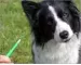 Instructions for use for Amflee 67 mg voor kleine honden, 3 st - 5