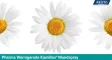 Instructions for use for Kamillan mondspray, 30 ml - 1