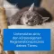 TRAUMEEL LT ad us.vet.ampullen, 5X5 ml