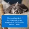 TRAUMEEL LT ad us.vet.ampullen, 50X5 ml
