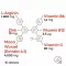 Maca 4:1 hoge dosis + L-arginine capsules, 240 stuks