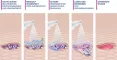 Instructions for use for MediGel® wondreinigingsspray, 50 ml - 6