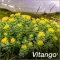 Instructions for use for Vitango filmomhulde tabletten, 90 stuks - 2