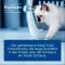 Nurexan adverteert ons.dierenarts.Tabletten, 500 st