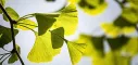 Instructions for use for Ginkgo biloba - 1 A Pharma® 120 mg filmomhulde tabletten, 120 stuks - 1