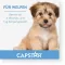 CAPSTAR 11,4 mg tabletten voor katten/kleine honden, 1st