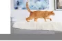 Instructions for use for FRONTLINE COMBO SPOT ON Kat, 6 st - 4