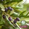 Plantana Olijf bodycrème met vitamine E, 500 ml